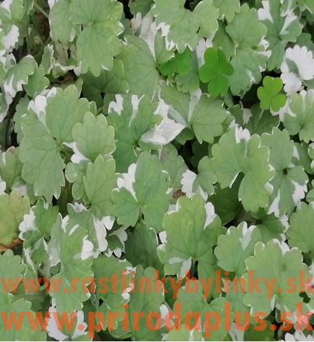 Zádušník strakatý, brečtanovitý „panašovaný“-(Glechoma hederacea „variegata“ L.) 